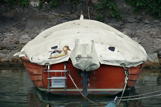 Schimmel auf der Bootsabdeckung vermeiden